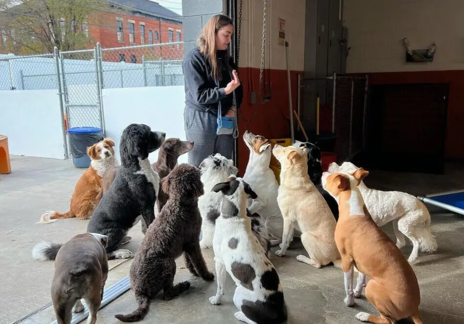 Pet Daycare