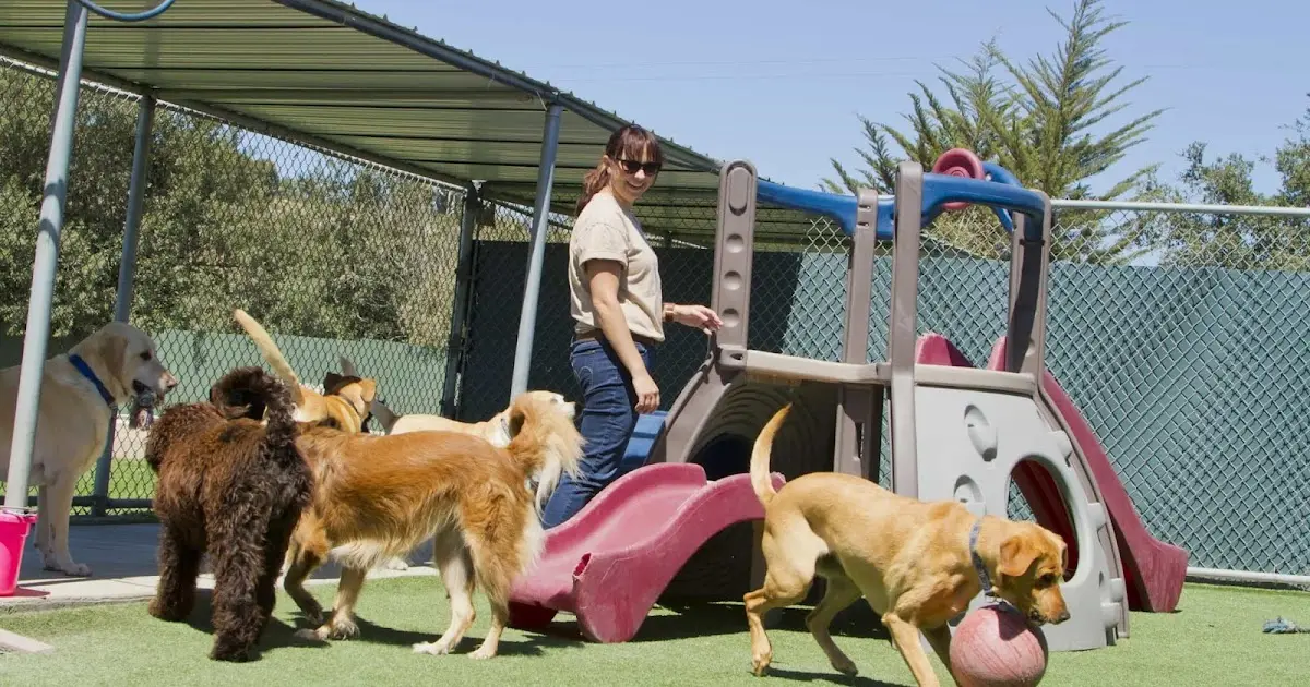 Pet Boarding