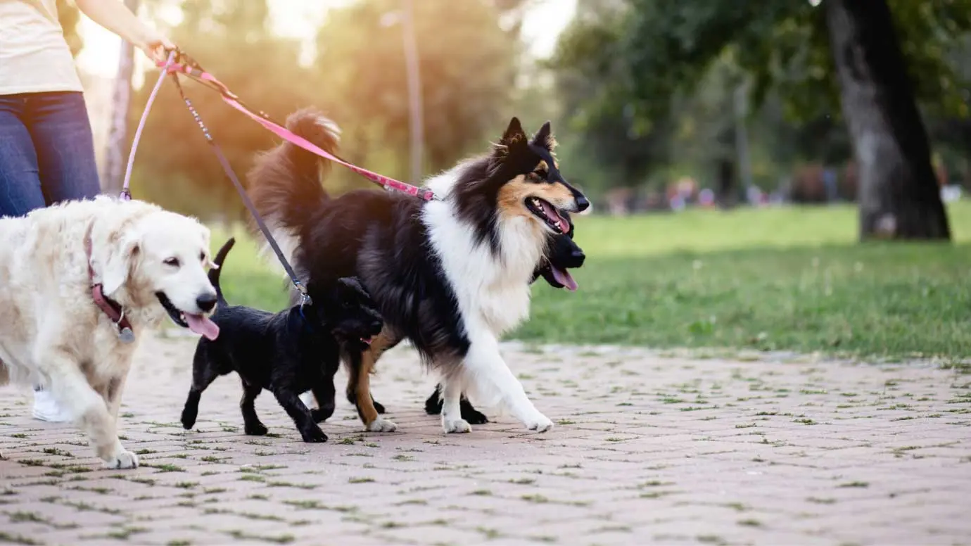 Pet Boarding