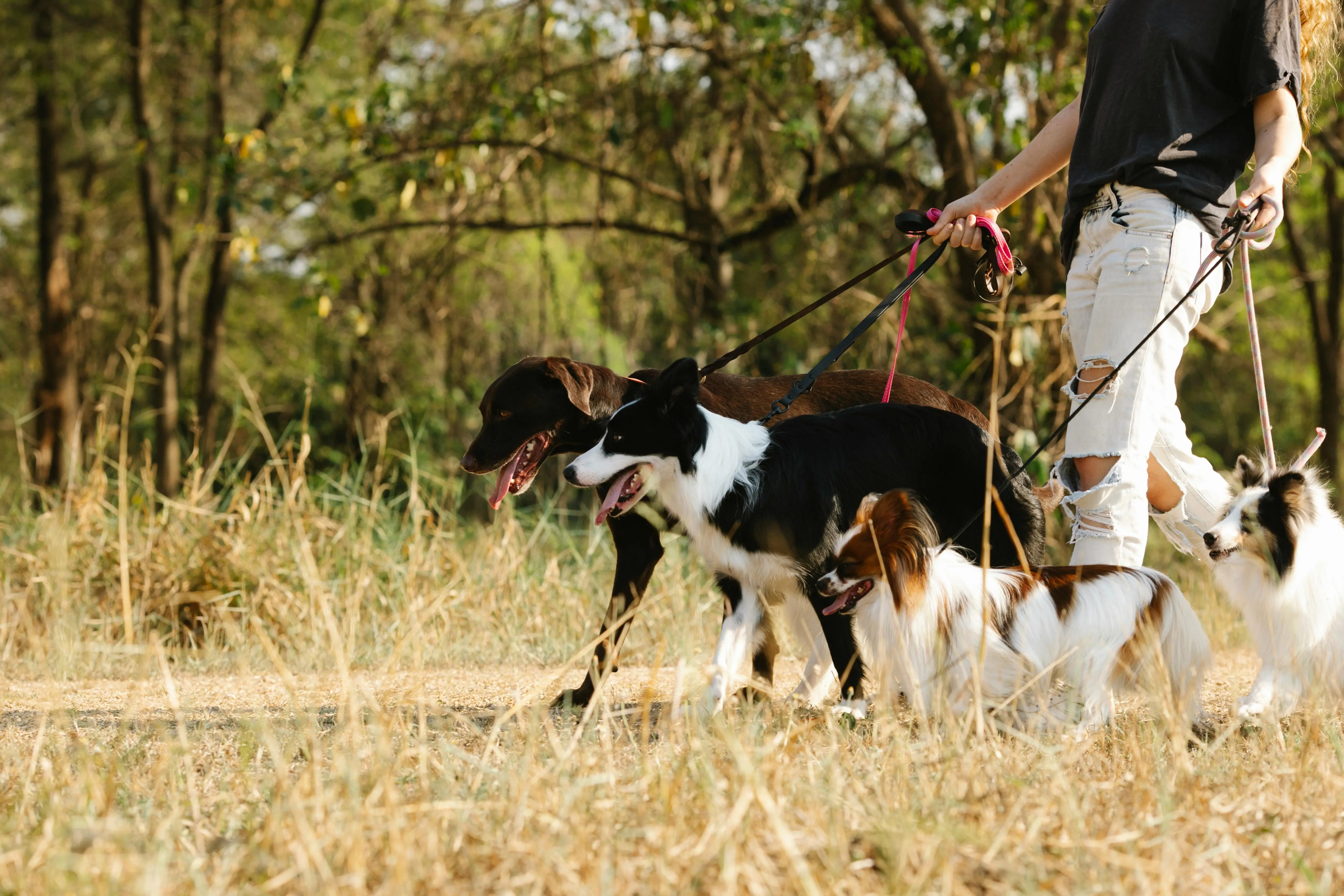 Pet Walking