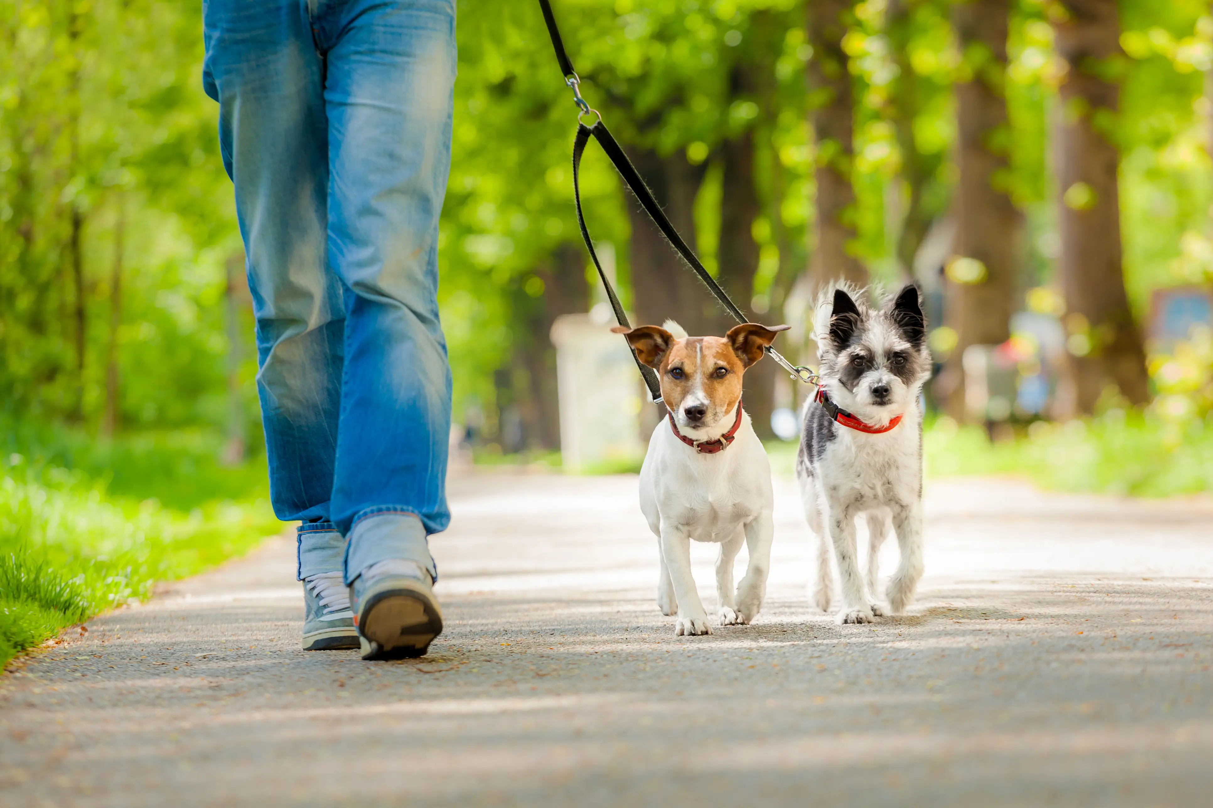 Pet Walking