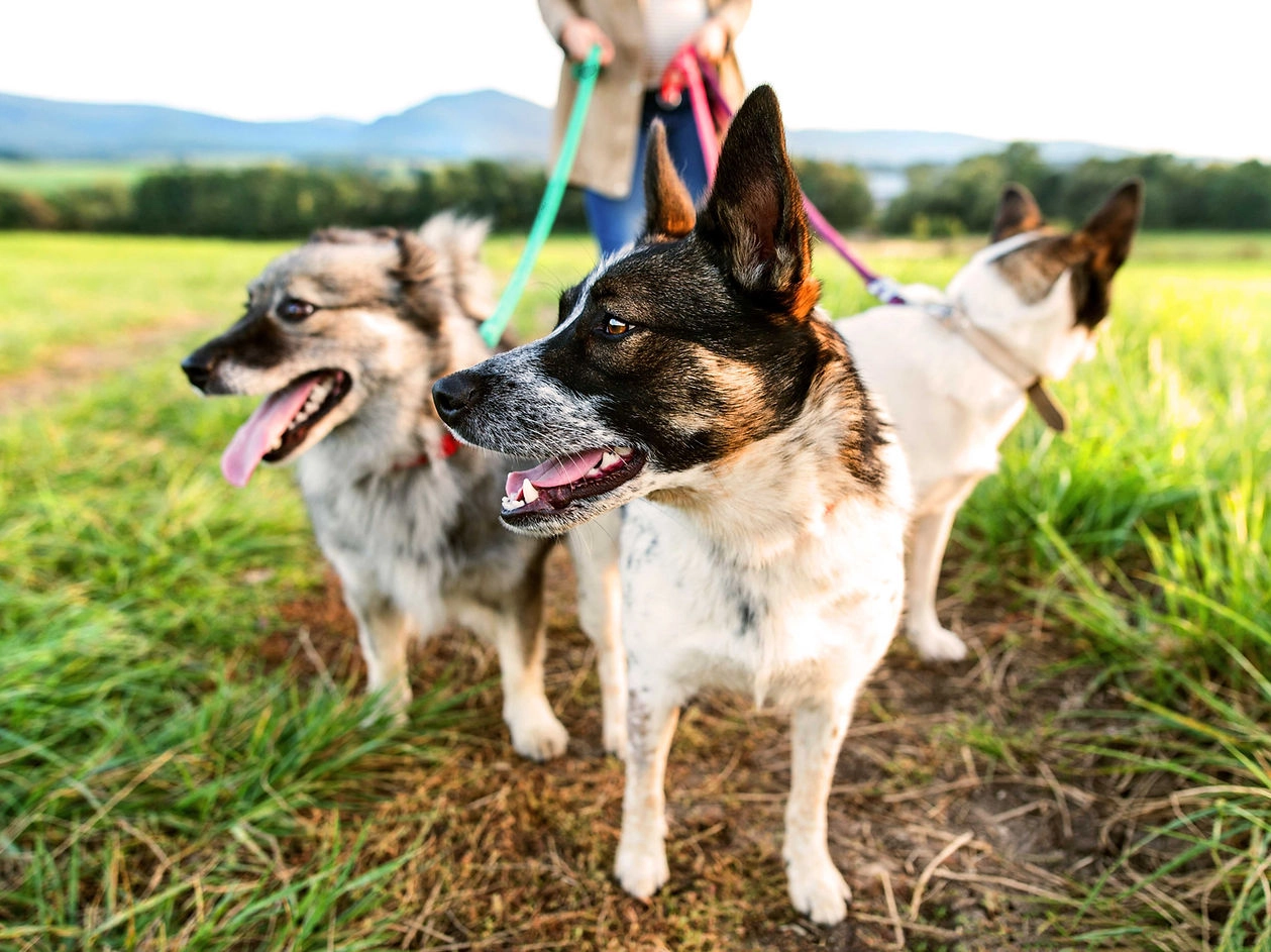 The Role of Passion and Dedication in Running a Successful Pet Care Business