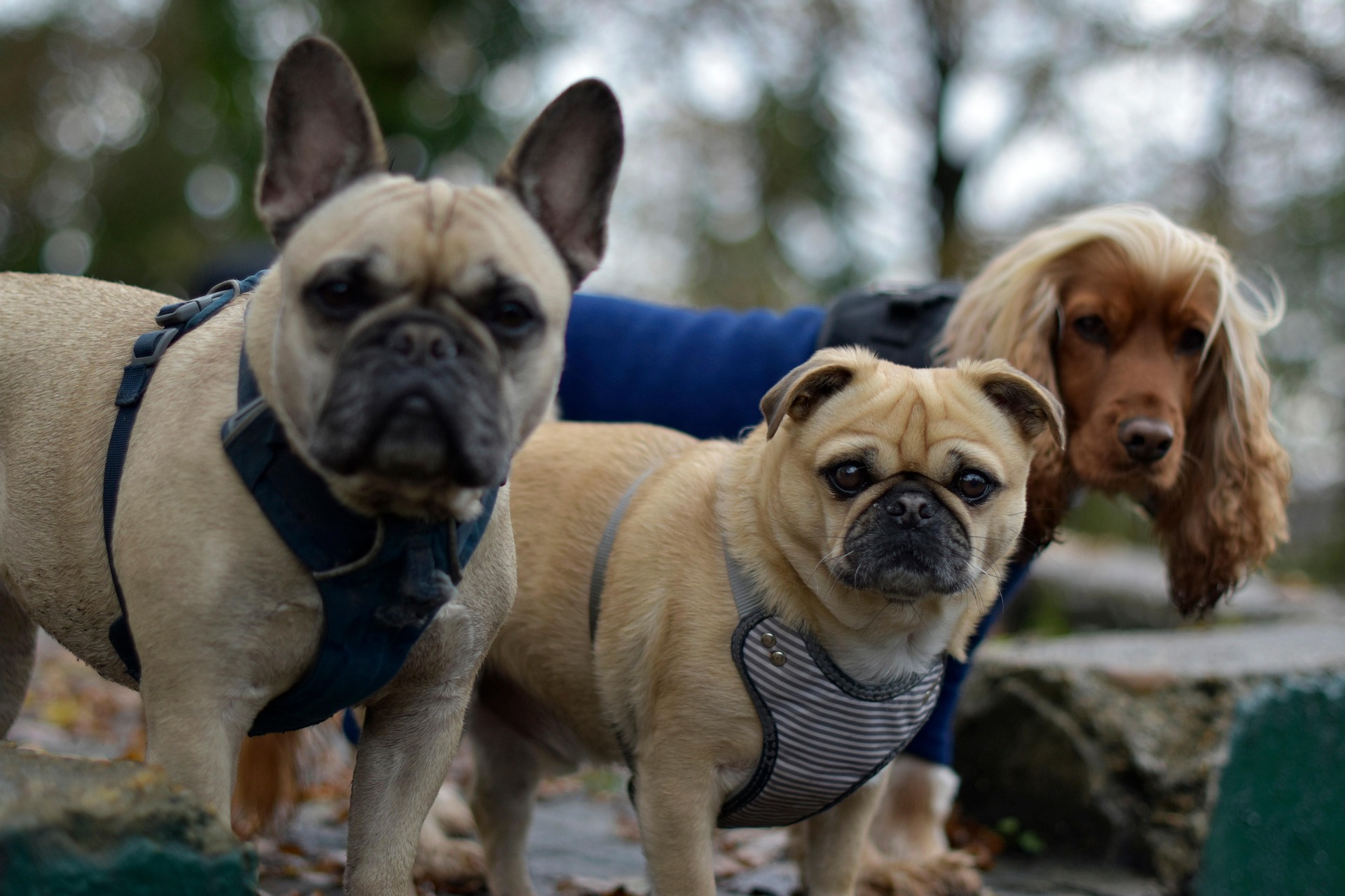 Are Your Staff Wasting Time Searching for Client History? PawPal Centralises Records for Instant Access!