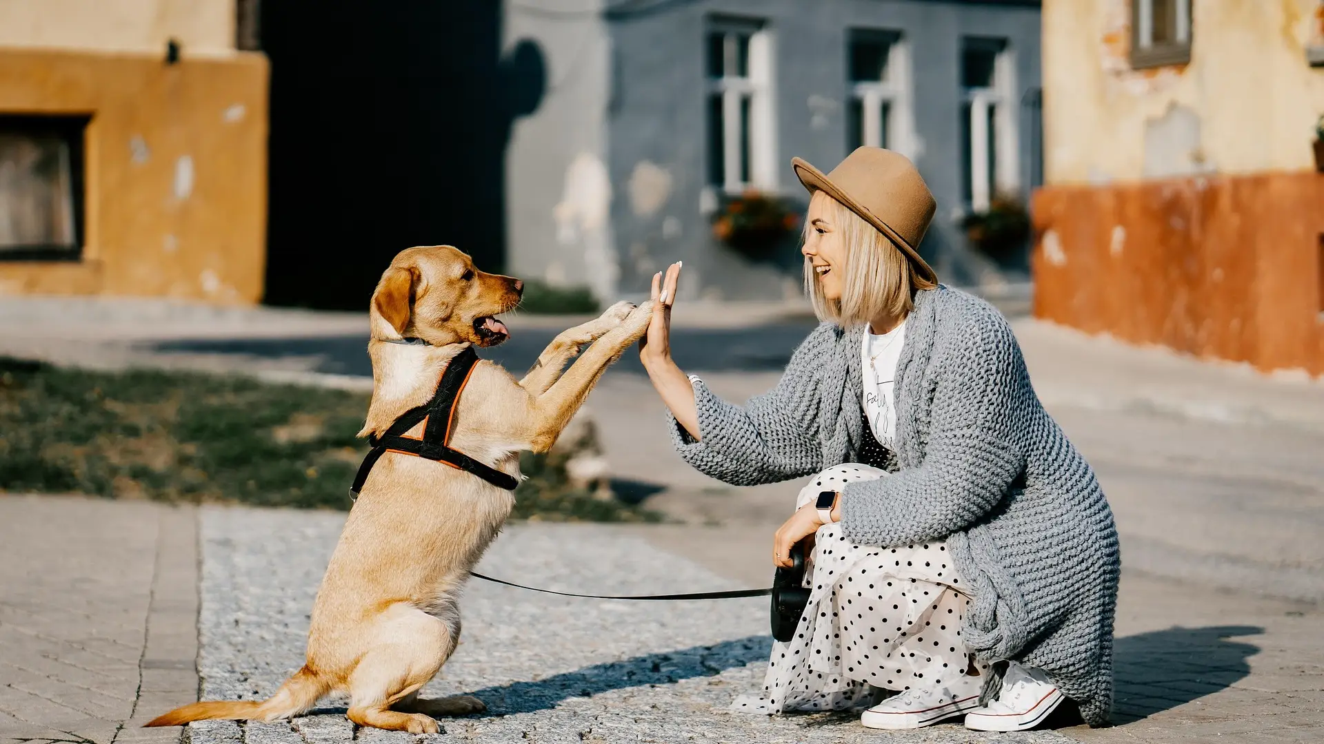 Pet Care Add Ons: Smart Ways to Boost Your Income | Pawpal