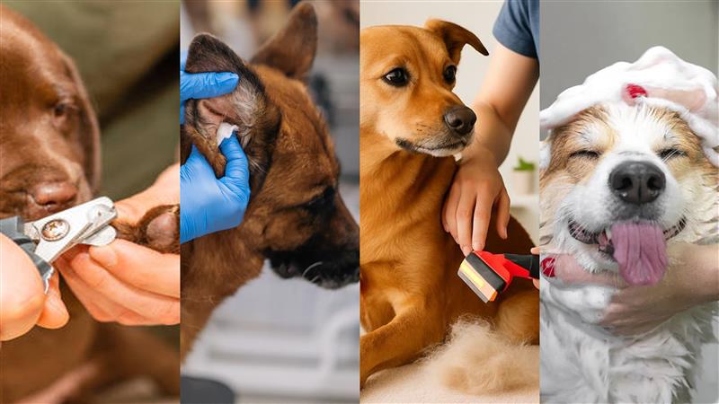 Dog Enrichment Ideas UK: Easy Ways to Boost Petcare Profits