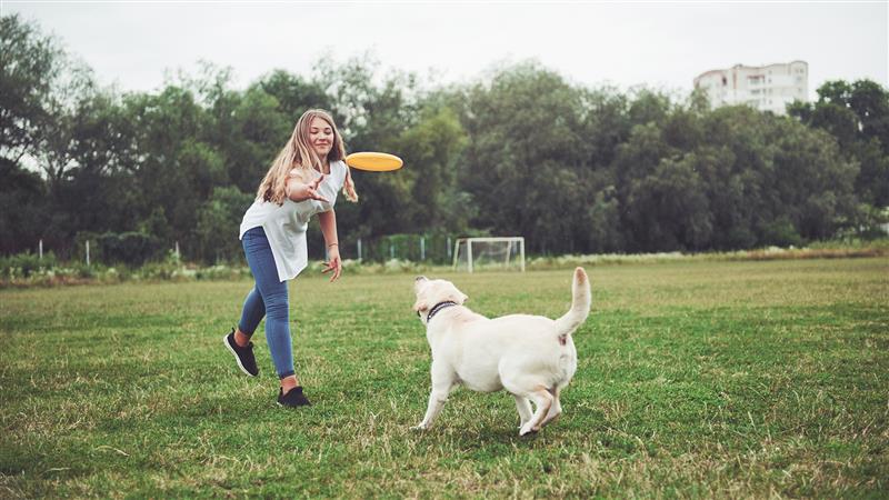 dog enrichment add-ons session at UK petcare centre