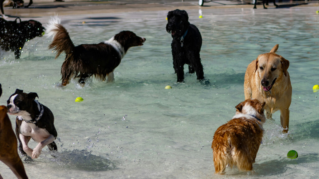 dog enrichment add-ons session at UK petcare centre