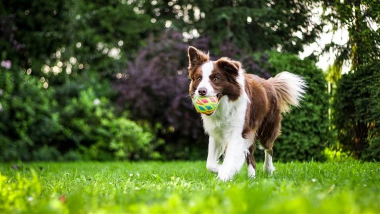 dog sniffing toy puzzle showing mental enrichment activity
