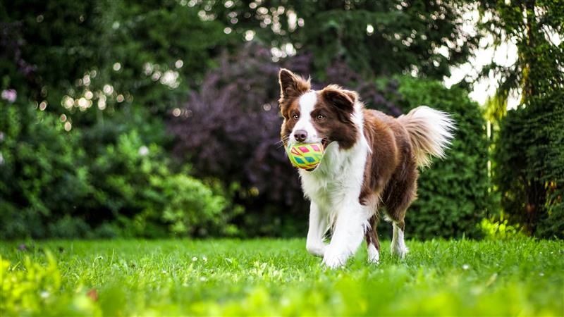 dog sniffing toy puzzle showing mental enrichment activity